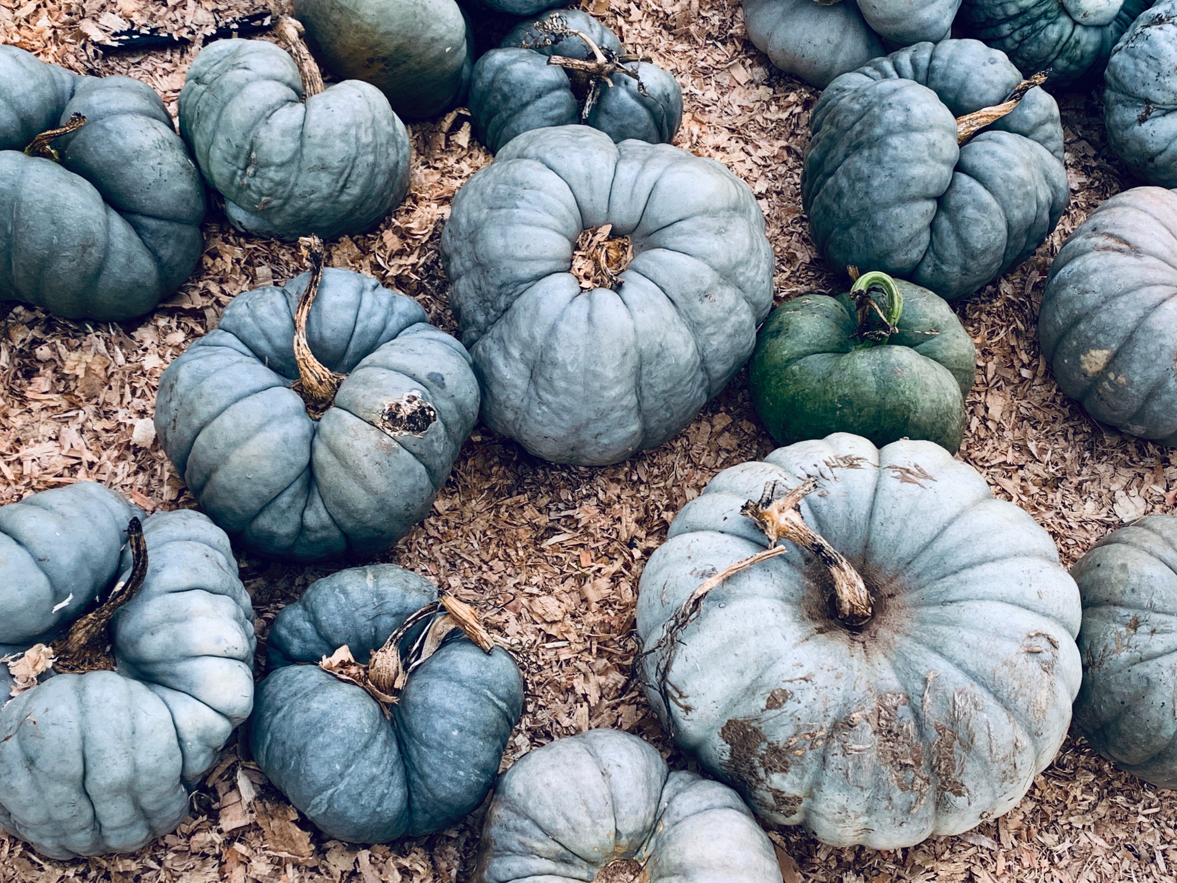 If you haven’t  experienced the annual Pumpkin Patch at Kula Farms, you must check it out!